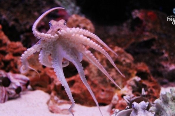 Vk kraken