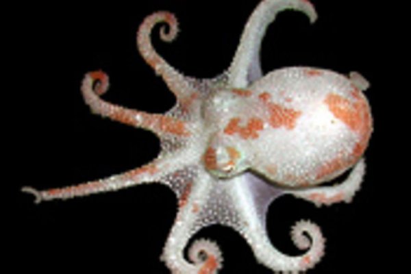 Kraken 13at магазин